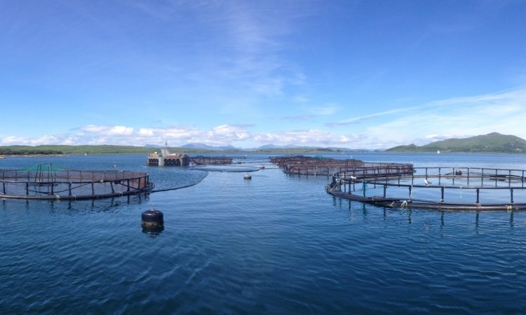 Sustainability | Big Fish